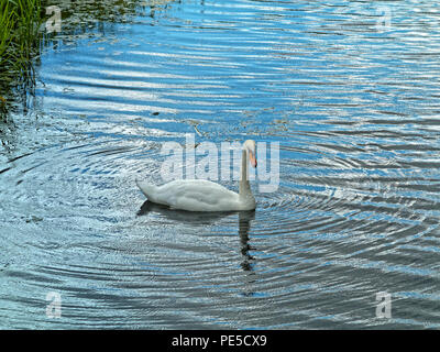 White Swan in blaues Wasser mit Ring der Kräuselung Stockfoto