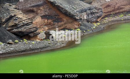 LANZAROTE, KANARISCHE INSELN, SPANIEN, EUROPA: Detail von El Charco de Los Clicos oder Die Grüne Lagune in der Nähe von Yaiza. Stockfoto