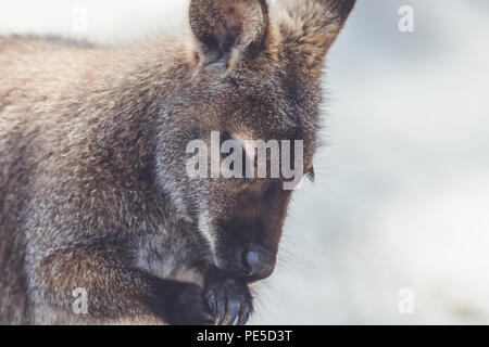 Wallaby (Macropodidae) Hängen um den Park in Stellung vintage Stockfoto