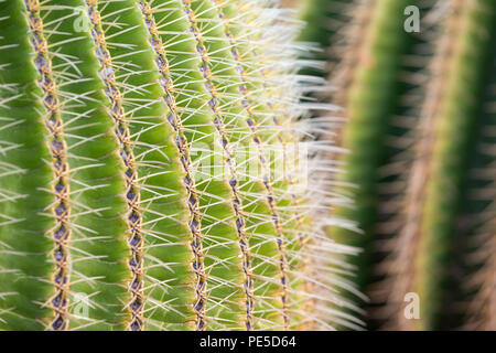 Detail der Golden Barrel Kaktus. Stockfoto