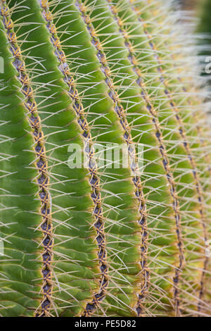Detail der Golden Barrel Kaktus. Stockfoto