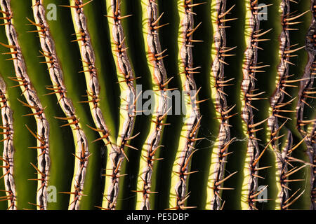 Detail der Golden Barrel Kaktus. Stockfoto