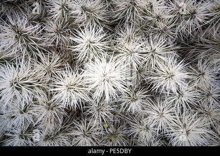 Detail der Kaktus mit weissen Spitzen. Stockfoto