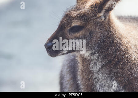 Wallaby (Macropodidae) Hängen um den Park in Stellung vintage Stockfoto