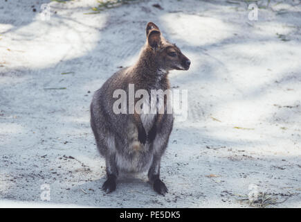 Wallaby (Macropodidae) Hängen um den Park in Stellung vintage Stockfoto