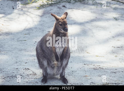 Wallaby (Macropodidae) Hängen um den Park in Stellung vintage Stockfoto