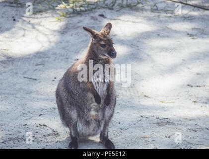 Wallaby (Macropodidae) Hängen um den Park in Stellung vintage Stockfoto