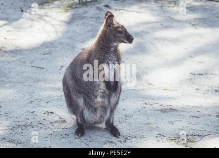 Wallaby (Macropodidae) Hängen um den Park in Stellung vintage Stockfoto