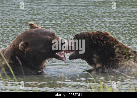 Pacific Coastal Braunbären (Usus arctos) - grizzliy - auf der Kenai peninsual. Stockfoto