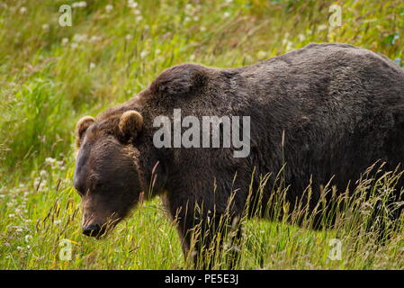 Pacific Coastal Braunbären (Usus arctos) - grizzliy - auf der Kenai peninsual. Stockfoto