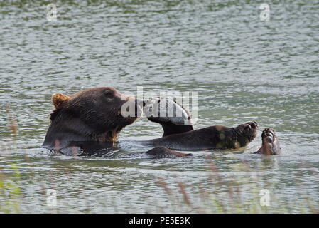 Pacific Coastal Braunbären (Usus arctos) - grizzliy - auf der Kenai peninsual. Stockfoto