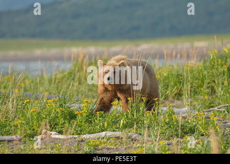 Pacific Coastal Braunbären (Usus arctos) - grizzliy - auf der Kenai peninsual. Stockfoto