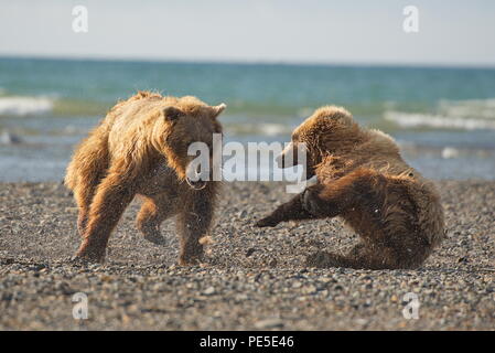 Pacific Coastal Braunbären (Usus arctos) im Katmai National Park. Bären sind fighing Überfischung Gebiet. Stockfoto