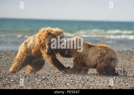 Pacific Coastal Braunbären (Usus arctos) im Katmai National Park. Bären sind fighing Überfischung Gebiet. Stockfoto