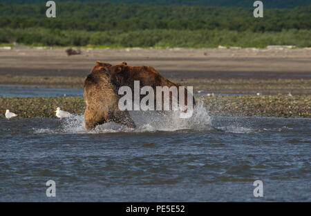 Pacific Coastal Braunbären (Usus arctos) im Katmai National Park. Bären sind fighing Überfischung Gebiet. Stockfoto