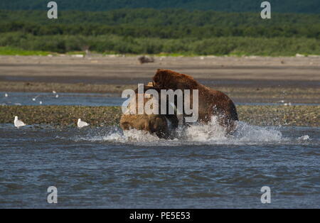 Pacific Coastal Braunbären (Usus arctos) im Katmai National Park. Bären sind fighing Überfischung Gebiet. Stockfoto