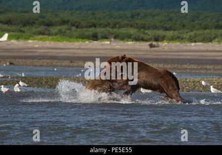 Pacific Coastal Braunbären (Usus arctos) im Katmai National Park. Bären sind fighing Überfischung Gebiet. Stockfoto