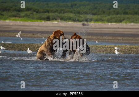 Pacific Coastal Braunbären (Usus arctos) im Katmai National Park. Bären sind fighing Überfischung Gebiet. Stockfoto