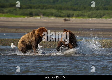 Pacific Coastal Braunbären (Usus arctos) im Katmai National Park. Bären sind fighing Überfischung Gebiet. Stockfoto