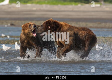 Pacific Coastal Braunbären (Usus arctos) im Katmai National Park. Bären sind fighing Überfischung Gebiet. Stockfoto