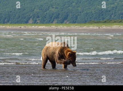 Pacific Coastal Braunbären (Usus arctos) - grizzliy - auf der Kenai peninsual. Angeln im Wasser einer Flussmündung im Katmai National Park in Alaska. Aug. Stockfoto