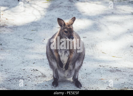 Wallaby (Macropodidae) Hängen um den Park in Stellung vintage Stockfoto