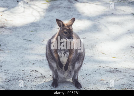 Wallaby (Macropodidae) Hängen um den Park in Stellung vintage Stockfoto