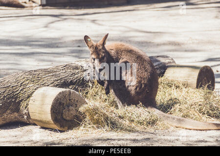 Wallaby (Macropodidae) Hängen um den Park in Stellung vintage Stockfoto