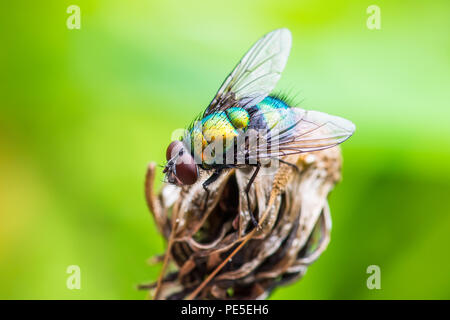 Exotische Fruchtfliege Drosophila Diptera Insekt auf Anlage Stockfoto