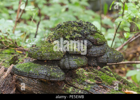 Ein großes Wachstum von Willow Konsolen (Phellinus igniarius), mit Moos und Flechten bedeckt, auf einem Verrottenden Black Cherry Tree. Stockfoto