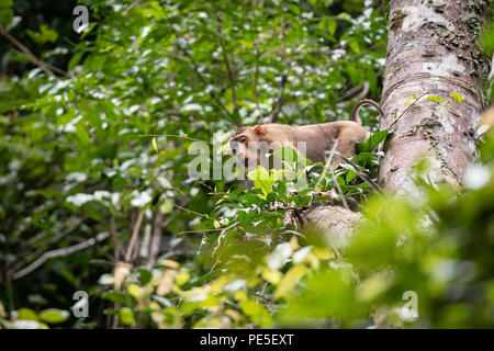 Die südlichen Schwein-tailed Makaken (Macaca nemestrina), auch bekannt als die Sundaland pigtail macaque und Sunda Schwein-tailed macaque. Stockfoto