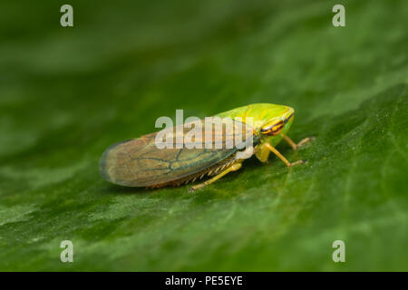 Ein Leafhopper ist der gemeinsame Name für alle Arten von der Familie Cicadellidae. Diese minute Insekten, umgangssprachlich als Trichter bekannt Stockfoto
