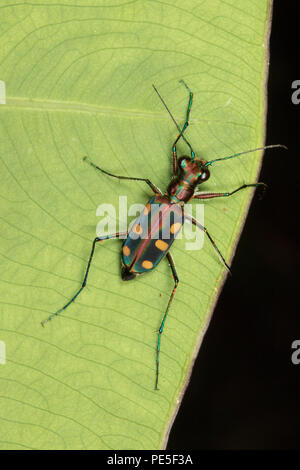 Cicindela aurulenta, Common Name Blue-spotted oder Golden-spotted tiger Beetle, ist ein Käfer der Carabidae Familie. Stockfoto