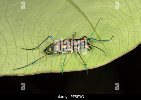 Cicindela aurulenta, Common Name Blue-spotted oder Golden-spotted tiger Beetle, ist ein Käfer der Carabidae Familie. Stockfoto
