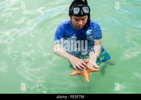 Ein Junge mit zwei versenkten Sea Stars im flachen Wasser der Karibik in der Nähe von Grand Cayman Island Stockfoto