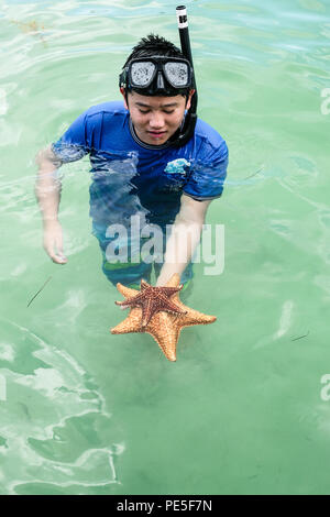 Ein Junge mit zwei versenkten Sea Stars im flachen Wasser der Karibik in der Nähe von Grand Cayman Island Stockfoto