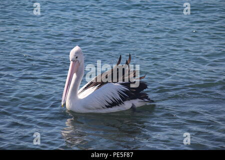 Pelikan floating friedlich auf Wasser in Batemans Bay, Australien. Stockfoto