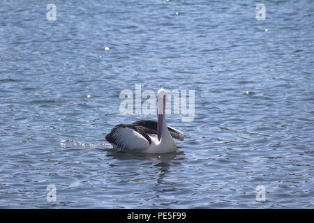 Pelikan floating friedlich auf Wasser in Batemans Bay, Australien. Stockfoto