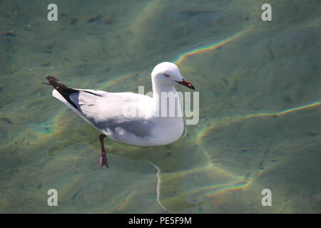 Glücklich, gut Möwe schwimmende im kristallklaren Wasser von Batemans Bay, NSW Australien an einem sonnigen Nachmittag gefüttert. Stockfoto