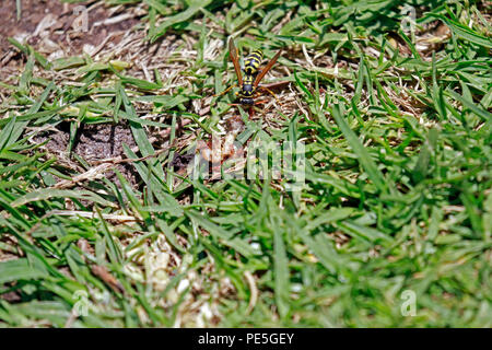 Vespula germanica (Europäische Wespe, Deutsche Wespe, oder Deutsch yellowjacket) Fütterung auf, was aussieht wie eine tote Caterpillar. Stockfoto