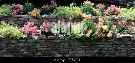 Snapdragons und andere Blumen und Sträucher in Terrassen angelegten Garten auf 2 Ebenen. Stockfoto