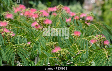 Silk tree Mimosa in voller Blüte mit rosa Rasierpinsel Blumen. Persischer Seide Baum, Albizia julibrissin. Stockfoto