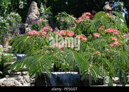 Silk tree Mimosa in voller Blüte mit rosa Rasierpinsel Blumen. Persischer Seide Baum, Albizia julibrissin. Stockfoto