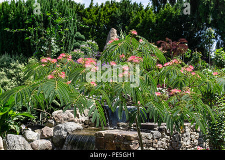 Silk tree Mimosa in voller Blüte mit rosa Rasierpinsel Blumen. Persischer Seide Baum, Albizia julibrissin. Stockfoto