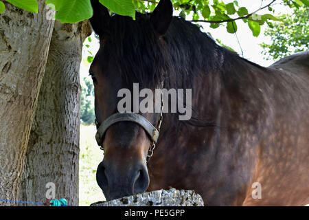 Closeup Portrait von wunderschönen schwarzen Pferd in der Natur Stockfoto