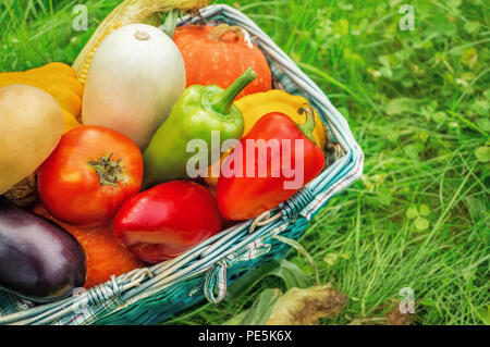 Die Bauern ernten verschiedene Gemüse im Spätsommer in den organischen Garten. Gesunde, nachhaltige Lebensmittel. Herbst Stockfoto