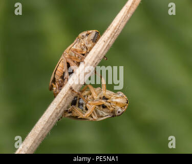 Paarung gemeinsame Froghoppers (Philaenus spumarius) auf pflanzlichen Stammzellen. Tipperary, Irland Stockfoto