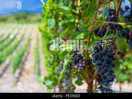 Reifende rote Trauben close-up auf einem weinstock Plantage an einem schönen, sonnigen, warmen Sommertag im westlichen Deutschland. Stockfoto