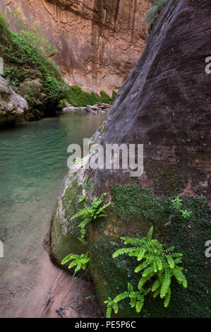 Die Jungfrau Fluss, der durch die Narrows in Zion National Park, Utah, USA Stockfoto