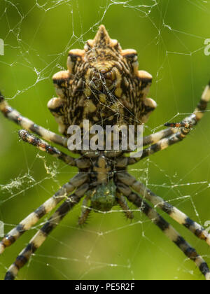 Argiope lobata ist eine Pflanzenart aus der Gattung der Spinne aus der Familie der Araneidae Stockfoto